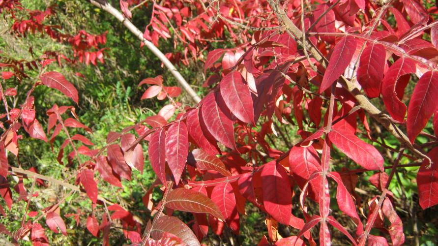 Brilliant red leaves alternate on a central stem. 