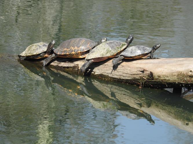 Four turtles sunning on a log. They are stacked domino-style. 