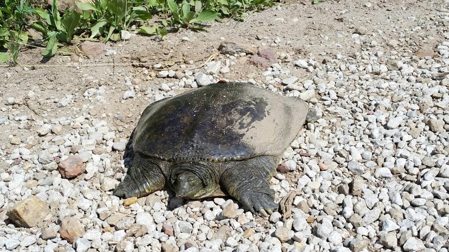 a flat turtle with a pointed snout walks through gravel. Part of its shell is covered in dust.