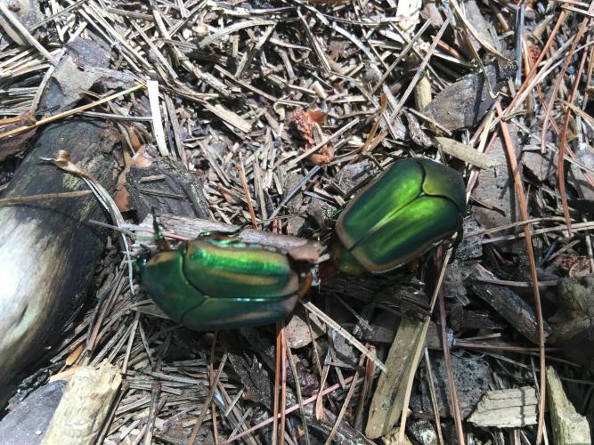 Two shiny green beetles on a trail. 