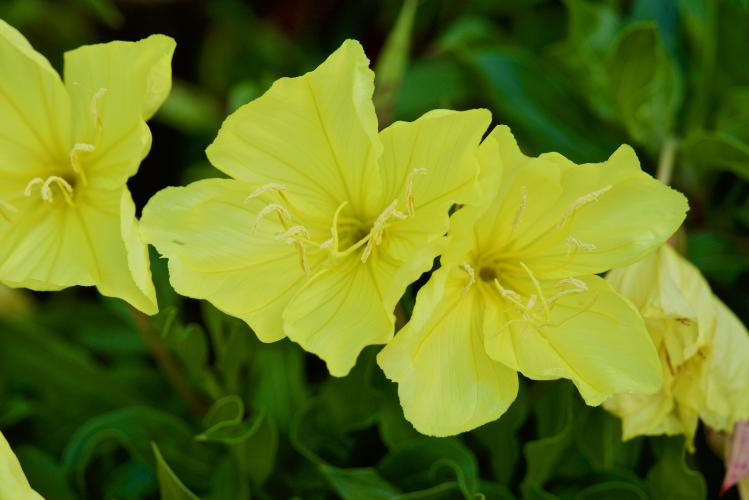 Bright yellow flowers bloom in the falling light of evening.