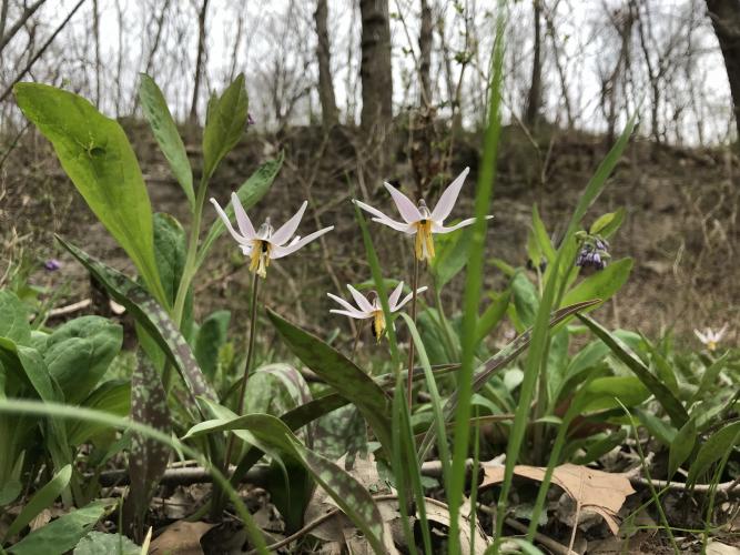 Three white dogtooth violet flowers 