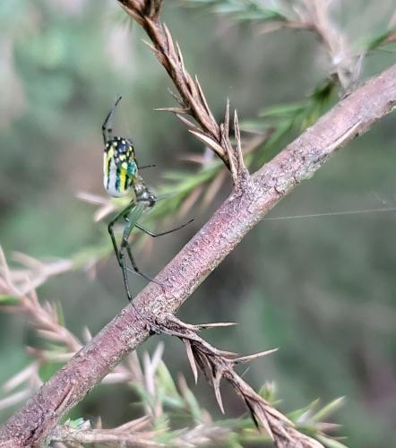 A green and yellow spider with black stripes on its abdomen weaves a web on a branch 