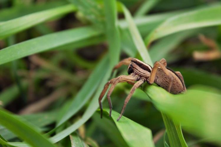 a brown spider with dark brown stripes on its head and abdomen perches on a leaf.
