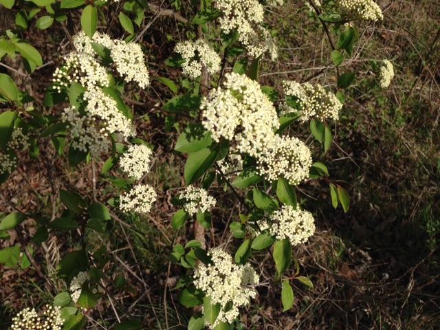 Black Haw in bloom. It has small white flowers in clusters on the ends of its branches.