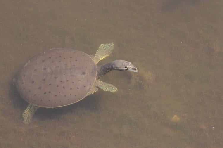 Eastern Spiny Softshell Turtle