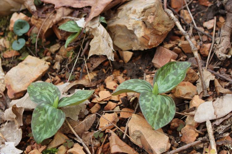 Early Growth Trillium
