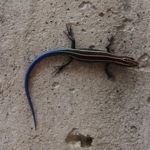 juvenile skink with bright blue tail 