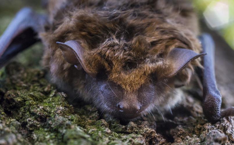 Photo of a little brown bat