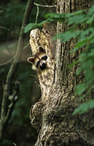 Raccoon peeking out of a tree stump