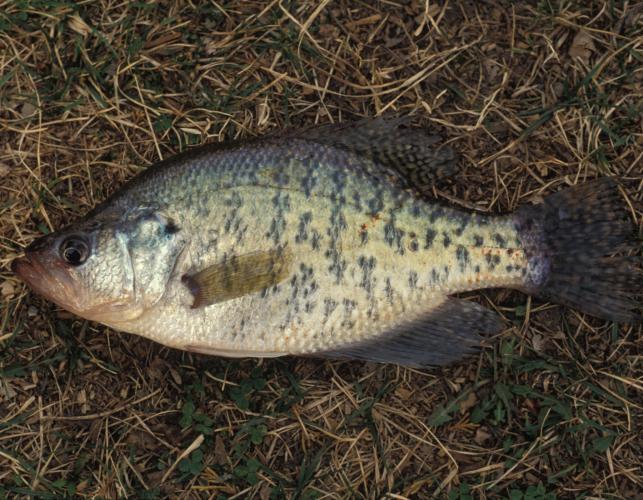 Image of a white crappie
