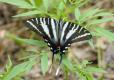 Zebra swallowtail butterfly on a plant with wings open