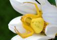 Photo of a smooth flower crab spider, yellow individual, on ox-eye daisy flower