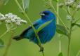 Photo of a male indigo bunting perched on a bloooming American feverfew plant.