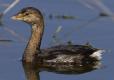 Photo of a pied-billed grebe nonbreeding form.