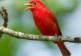 Photo of a male summer tanager, perched on a small branch, singing
