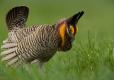 Photo of a male greater prairie-chicken in courtship display