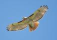 Photo of a red-tailed hawk soaring