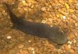 hellbender, a large brown salamander resting in gravelly streambed