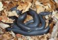 Photo of a western ratsnake on a bed of dry leaves.