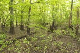 Bottomland forest at Allred Lake Natural Area