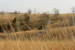 Savanna habitat at Spring Creek Ranch