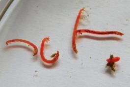 Several midge fly larvae, or bloodworms, in various postures in water in a petri dish