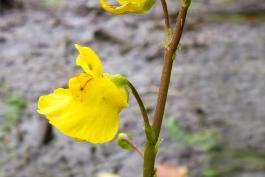 Common bladderwort flower stalk with two blooming flowers