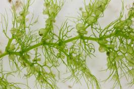 Common bladderwort leaves photographed on a neutral background