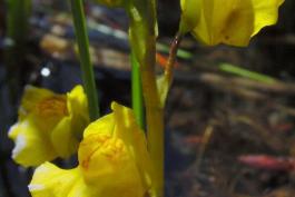 Common bladderwort flower cluster