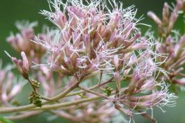 Green-stemmed Joe-Pye weed closeup of flower cluster