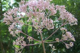 Hollow-stemmed Joe-Pye weed flower cluster