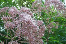 Hollow-stemmed Joe-Pye weed flower clusters