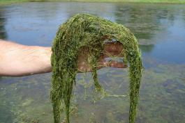 Big mass of humped bladderwort foliage being hoisted by a person’s arm well out of water
