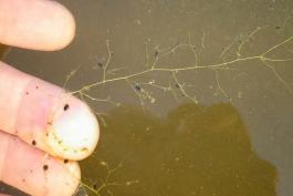 Humped bladderwort single strand of stalk, leaves, and bladders