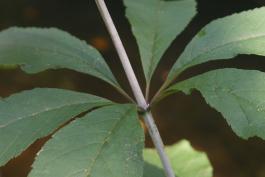 Joe-Pye weed whorl of 6 stem leaves
