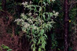 Late boneset plant in bloom, vertical image