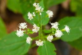 Late boneset flower cluster viewed from above