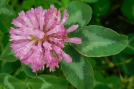 Red clover flower head and nearby leaf viewed from above