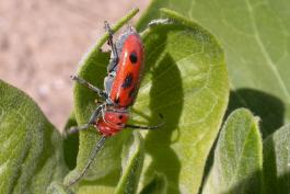 Red milkweed beetle walking on a milkweed leaf, side view