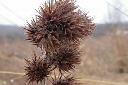Dried round-headed bush clover stalk on a prairie planting in mid-January