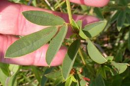 Round-headed bush clover stalk held in a hand and positioned to show trifoliate leaf