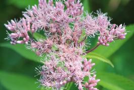 Spotted Joe-Pye weed flower cluster