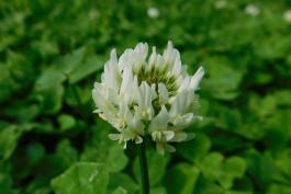 White clover flowerhead blooming against a background of clover foliage