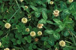 Several blooming white clover plants in a lawn