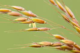 Closeup view of Indian grass flowering spikes