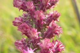 Closeup of prairie blazing star floral spike, showing spent flowers that are still pink