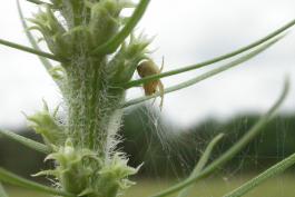 Small spider in a web attached to leaves and inflorescence of prairie blazing star