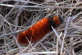 Mostly rusty red woolly bear caterpillar resting on dried grasses