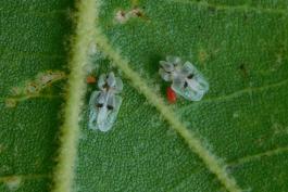 Two sycamore lace bugs on the underside of a sycamore leaf, each with a red mite attached to it